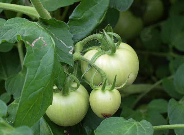 加工用トマト品種「しゅほう」栽培
