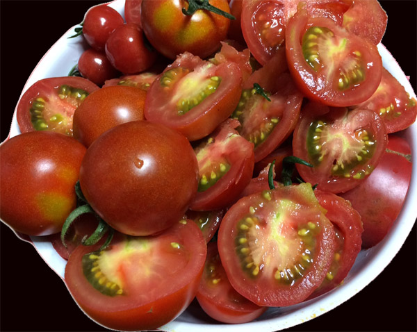 トマトの収穫が始まった