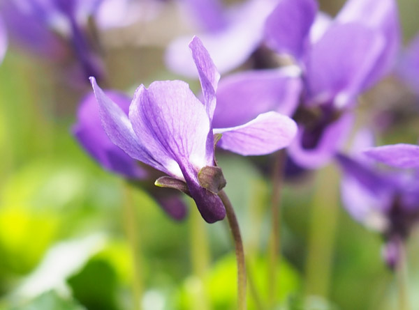 ニオイスミレ Sweet Violet の花