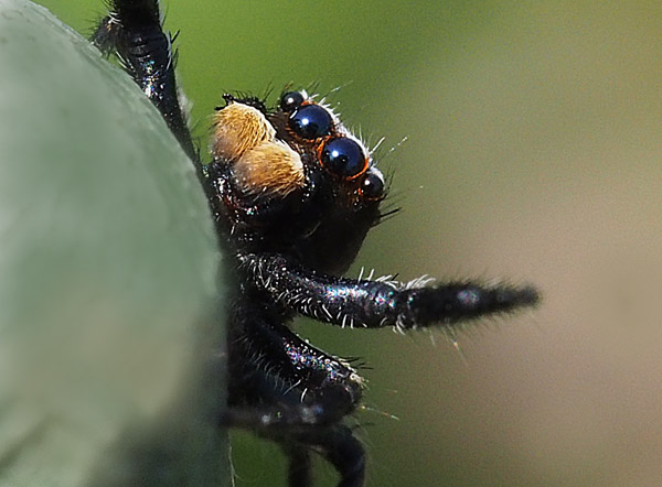 ハエトリグモの仲間　jumping spider