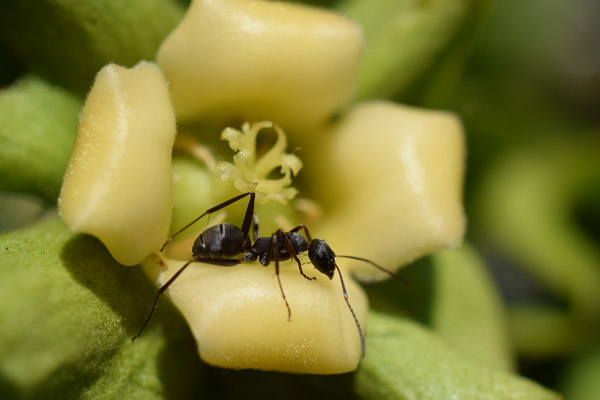 柿の花と蟻
