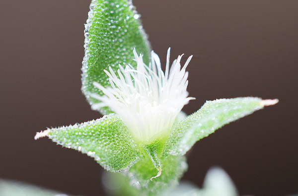 アイスプラント（Crystalline Iceplant）の花