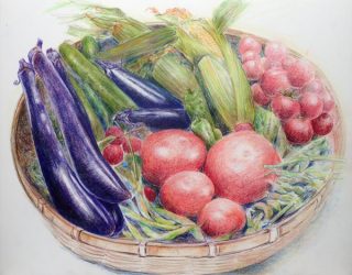 色鉛筆で野菜を描く