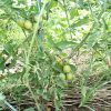 ミニトマトの超手抜栽培