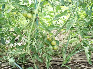 ミニトマトの超手抜栽培