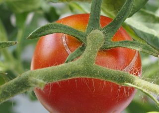 トマトの裂果原因